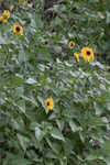 Cucumberleaf sunflower